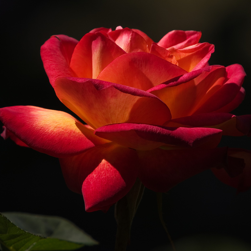 Прекрасный момент, Цветы