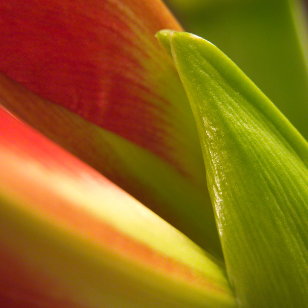 Лепестки, Цветы