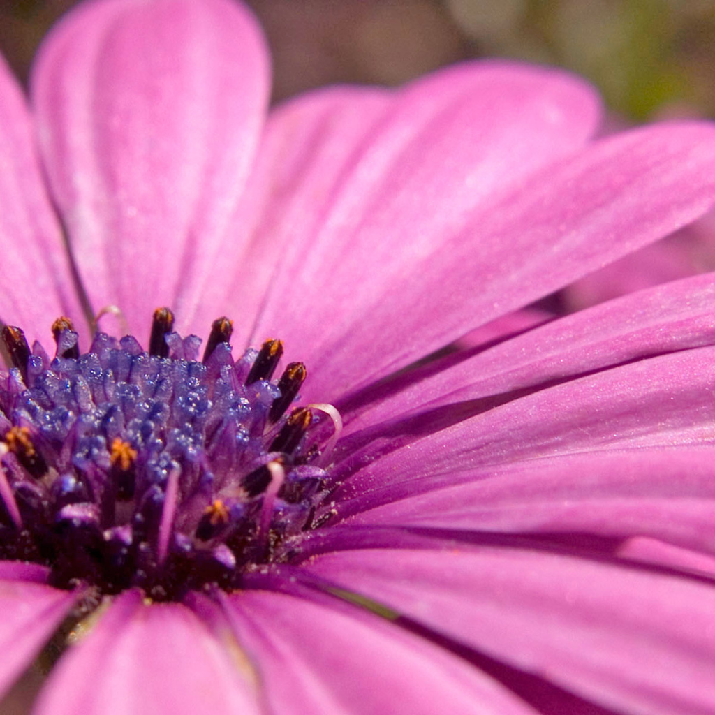 Розовый, Цветы