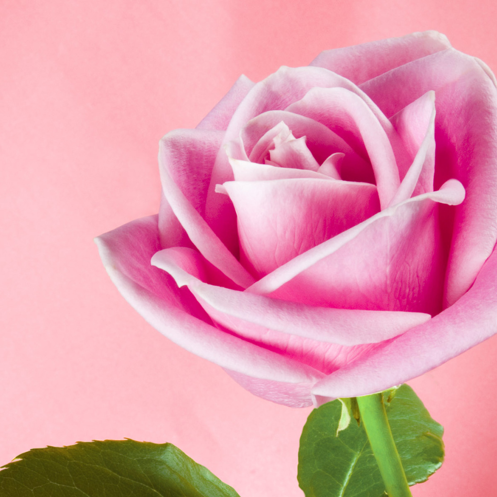 Розовая тень, Цветы