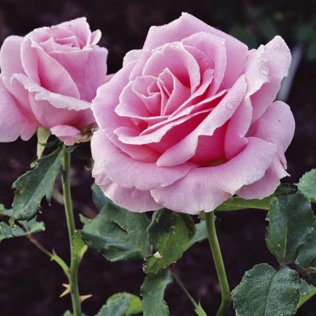 Удовольствие и Страдание, Цветы