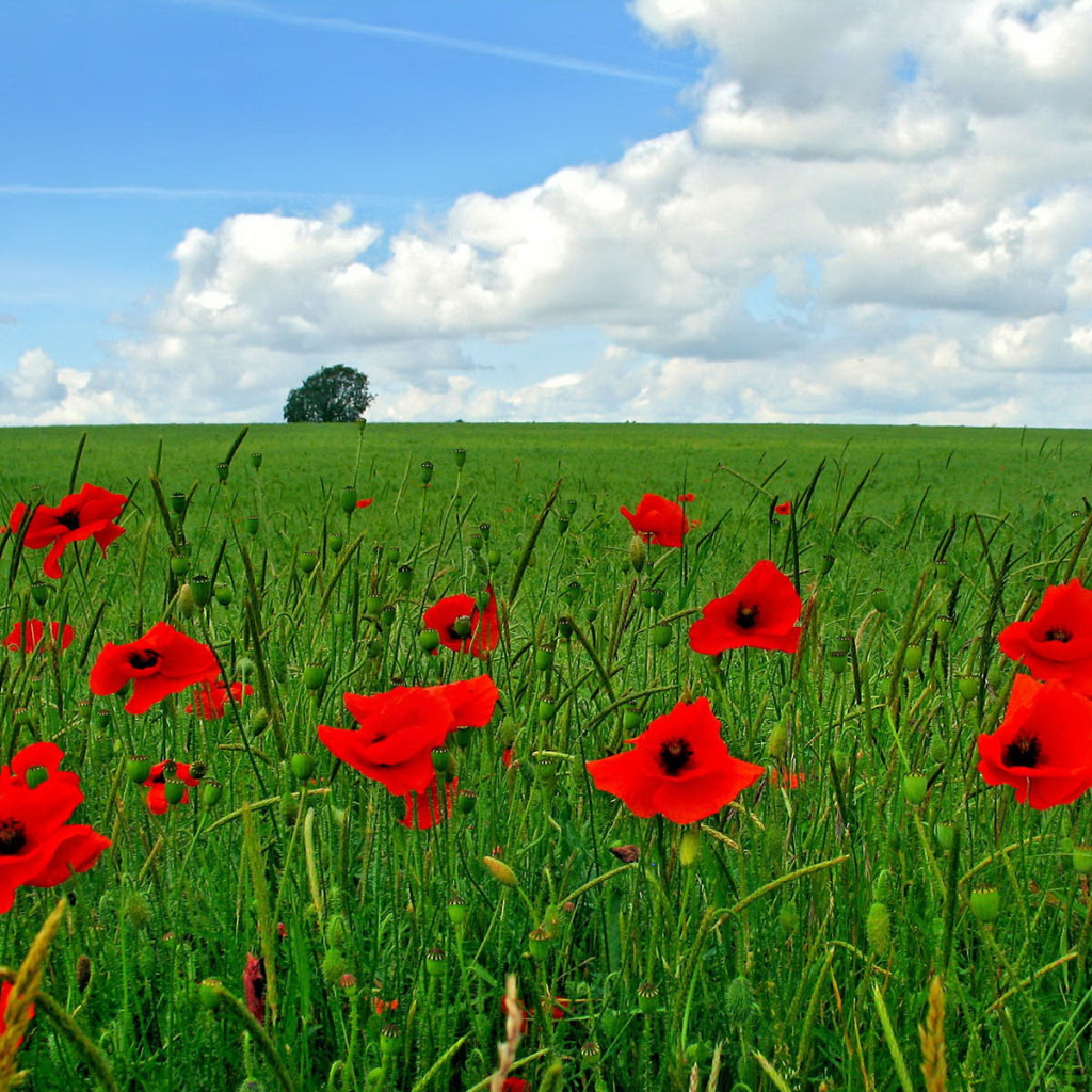 Цветы мака на поле