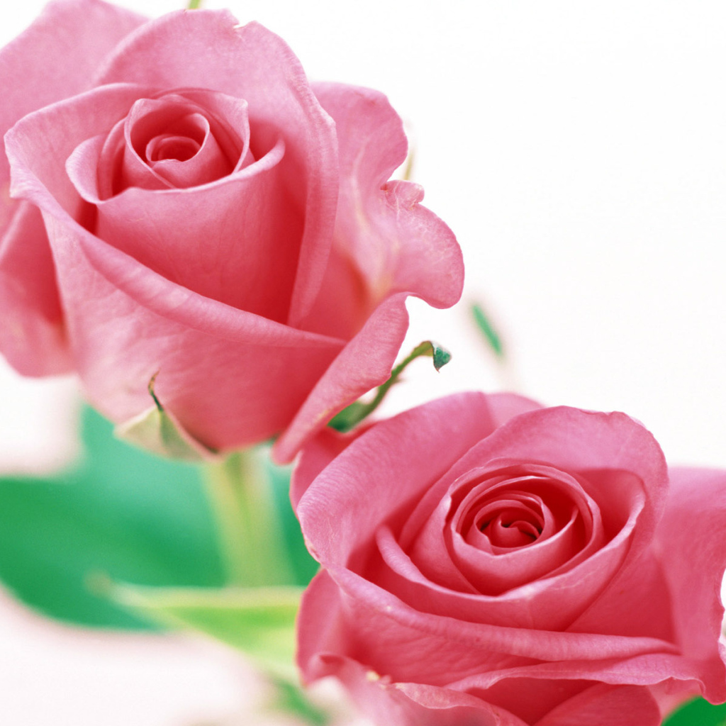 Розы на белом, Цветы