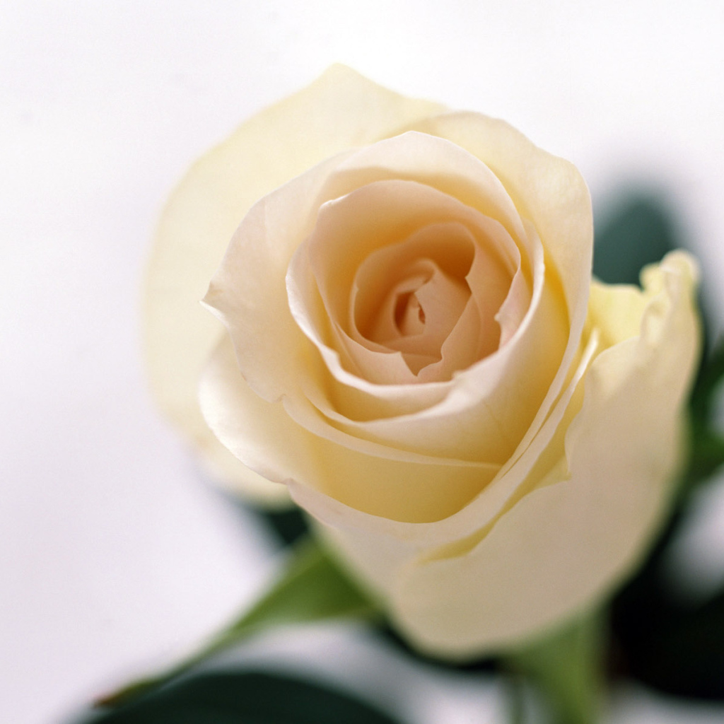 Запах роз, Цветы