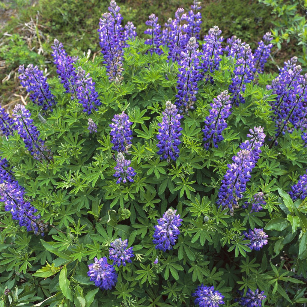 Королевский расцвет, Цветы