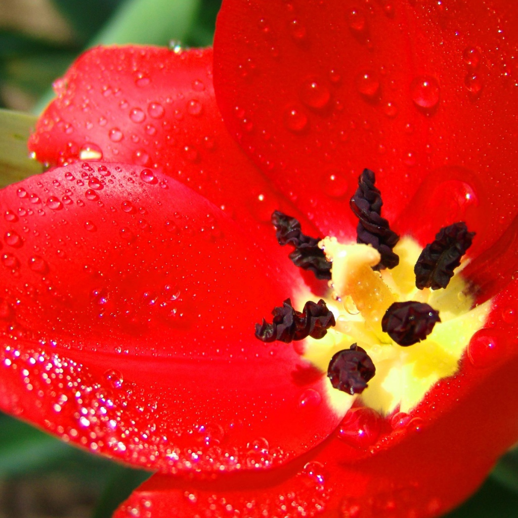 Алый тюльпан, Цветы