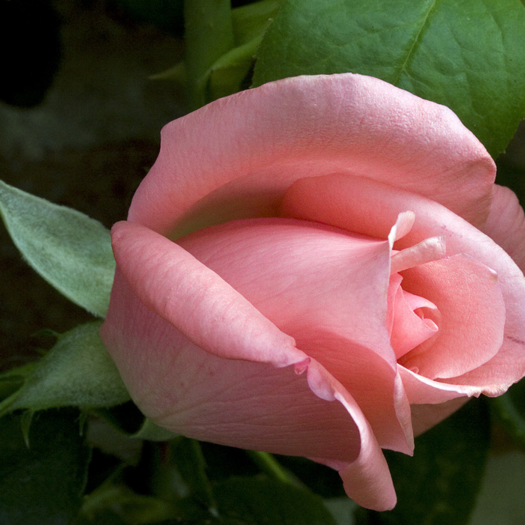 Застенчивое чувство, Цветы