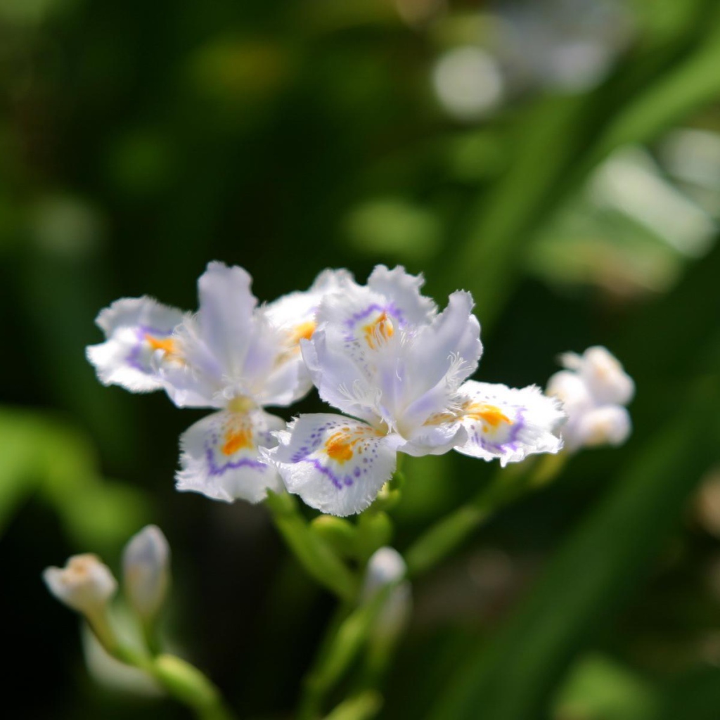 Шелковистый, Цветы