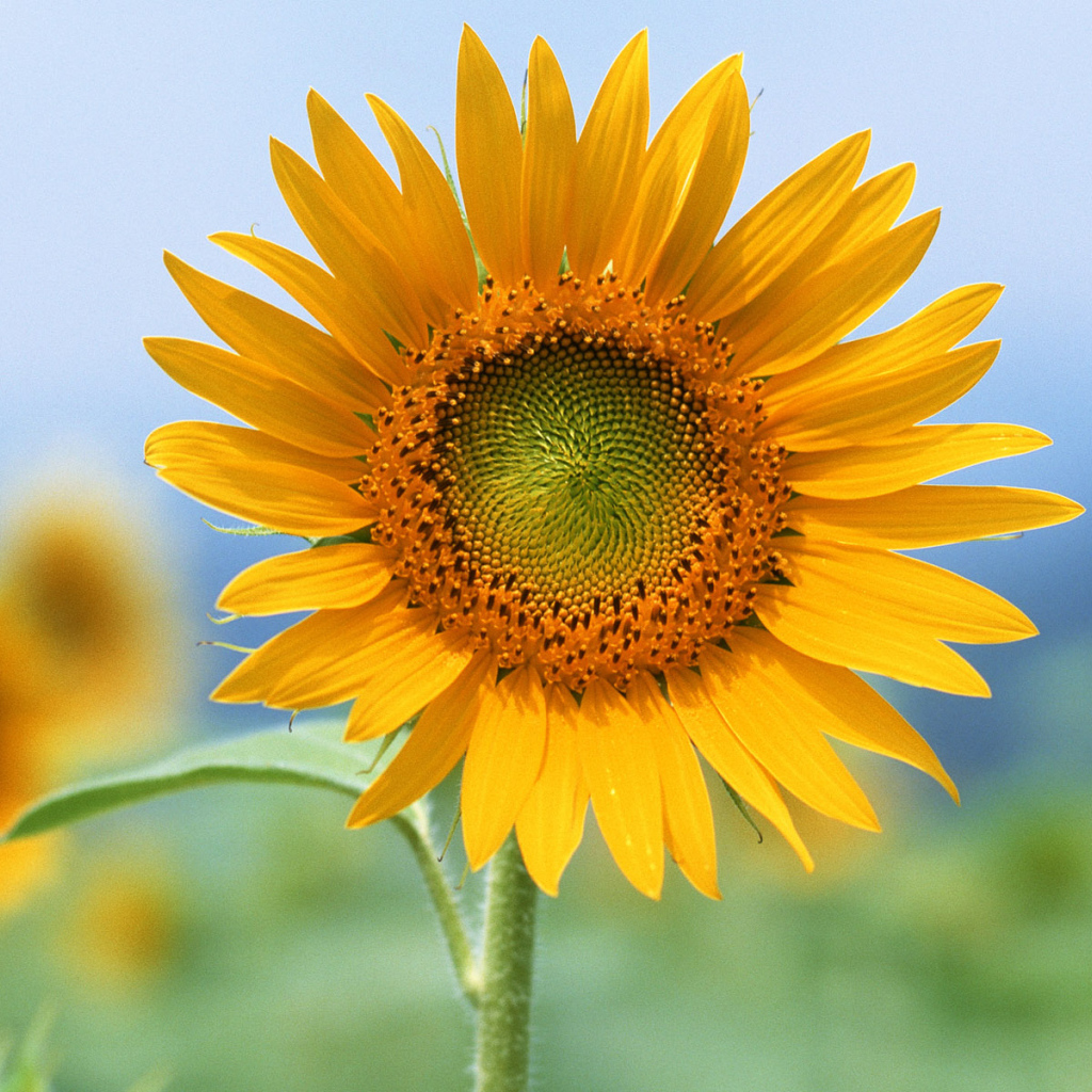 Единственный, Цветы