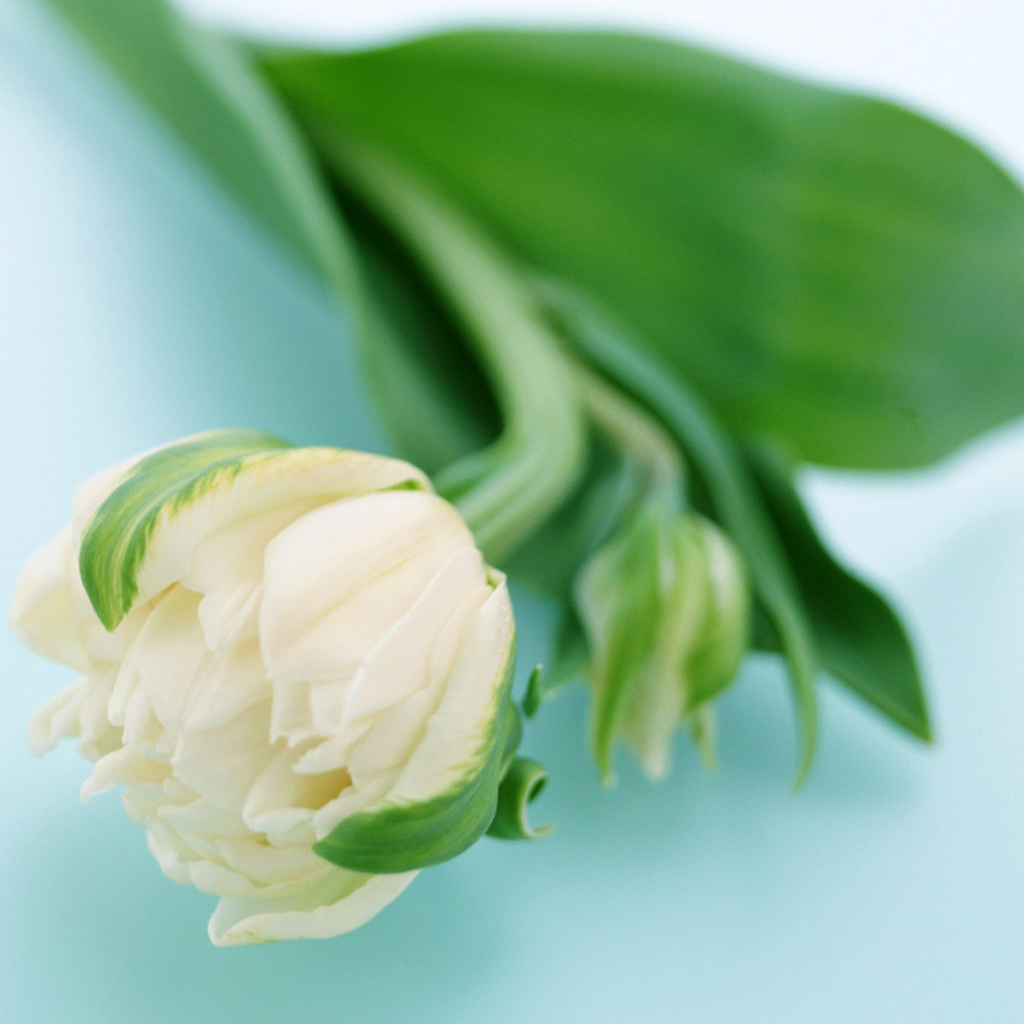 Сонный цветок, Цветы