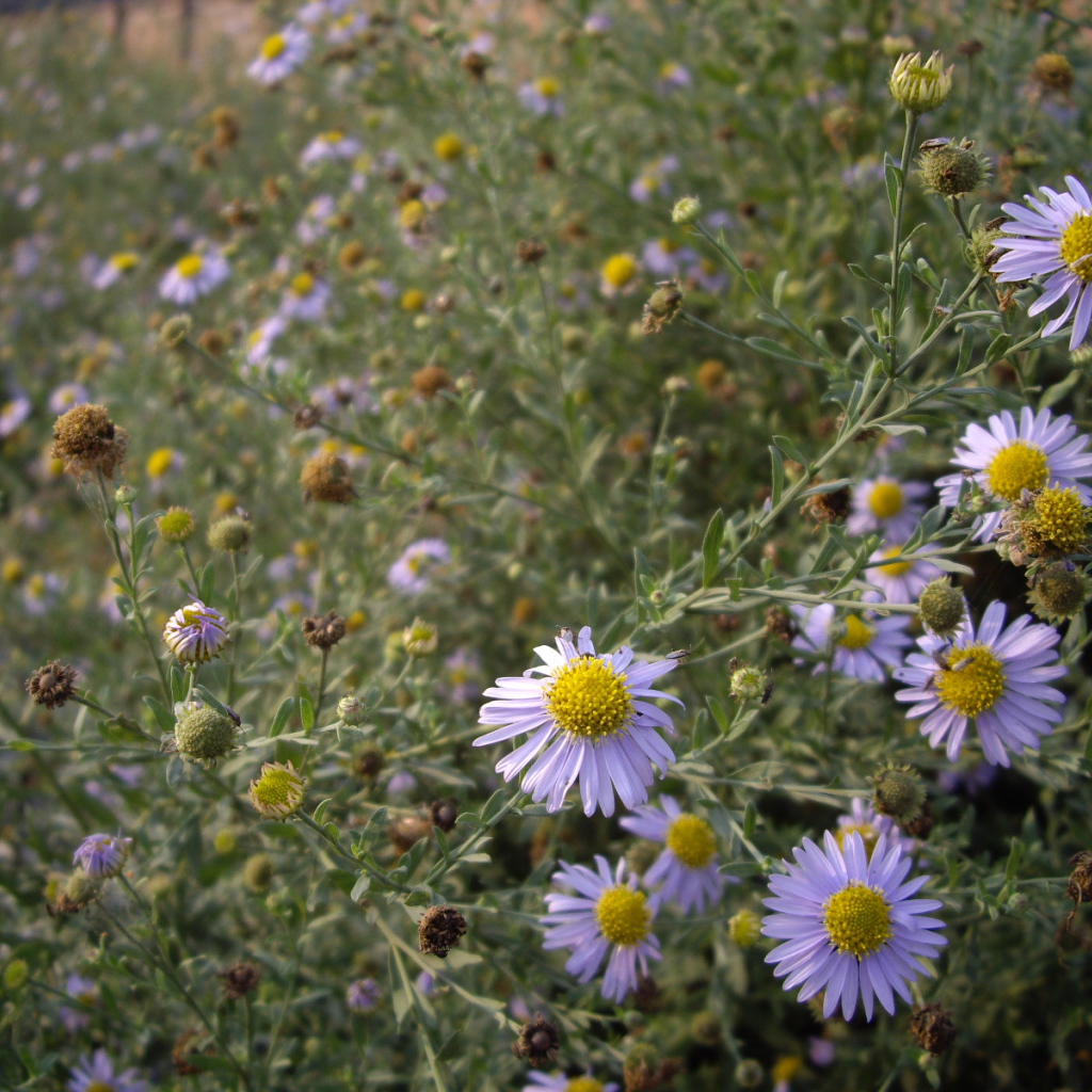 Маленькие Цветы
