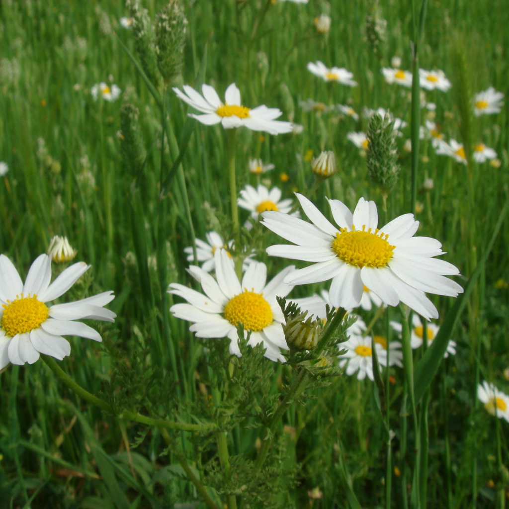 Весенние Цветы