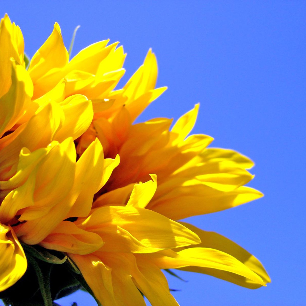 Цветок солнца, Цветы