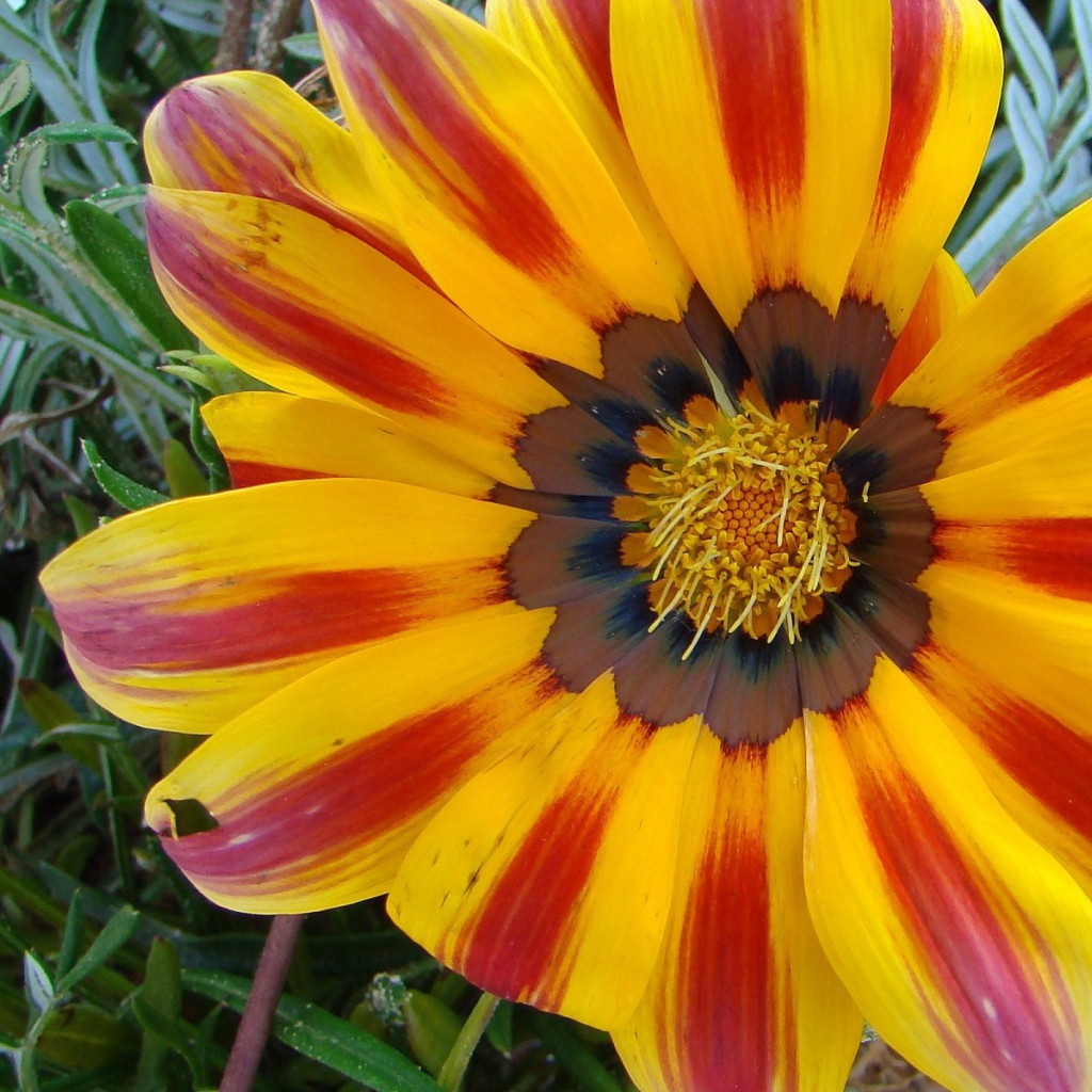 Солнечный день, Цветы