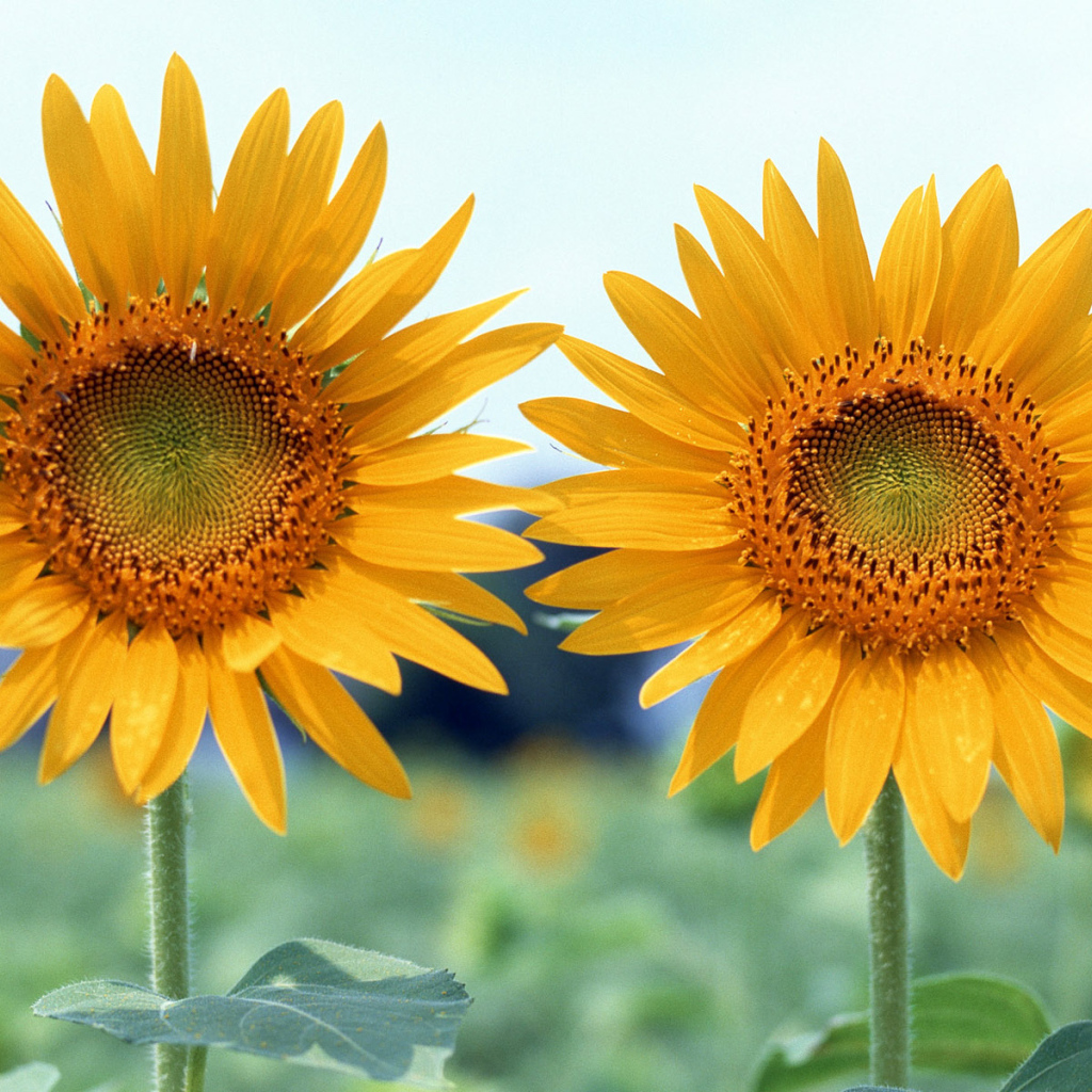 Вместе, Цветы