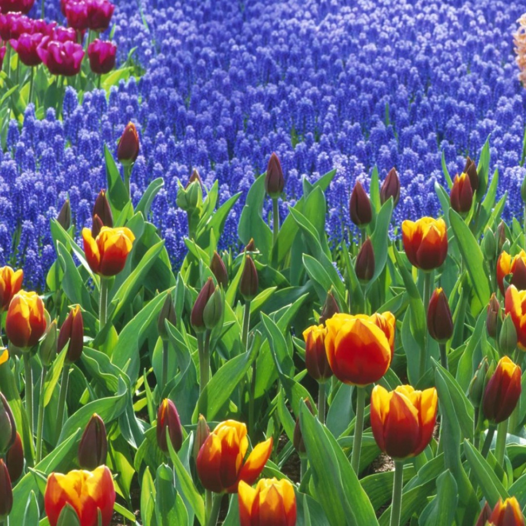 Поле тюльпанов, Цветы