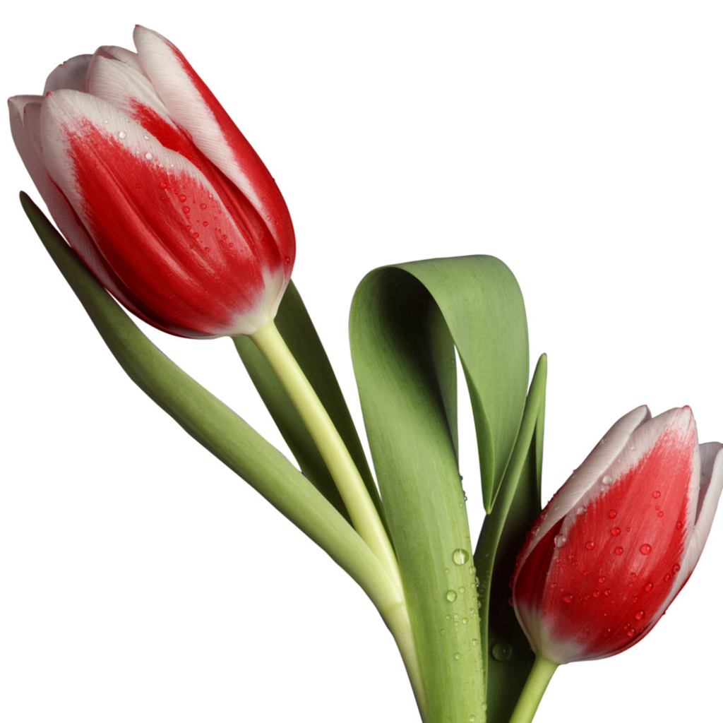 Модель тюльпана, Цветы