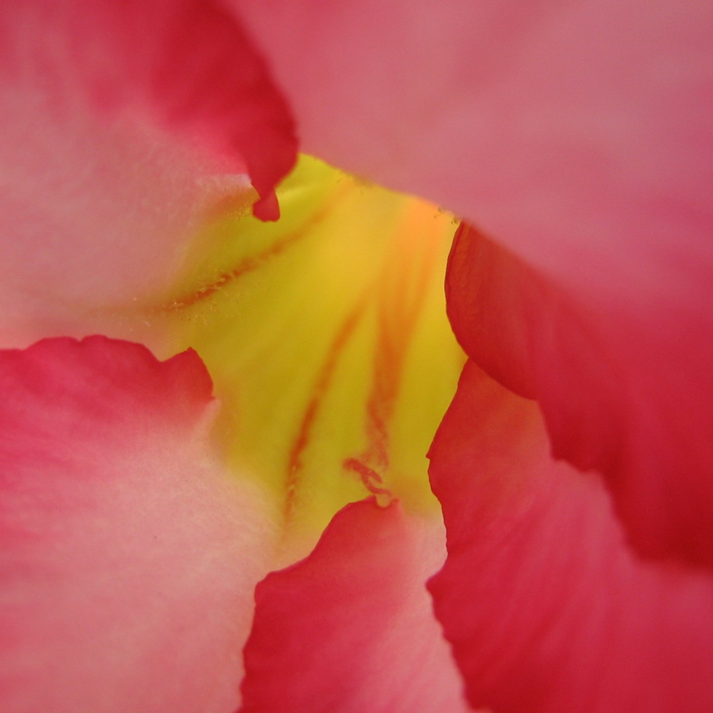 Под лепестками, Цветами