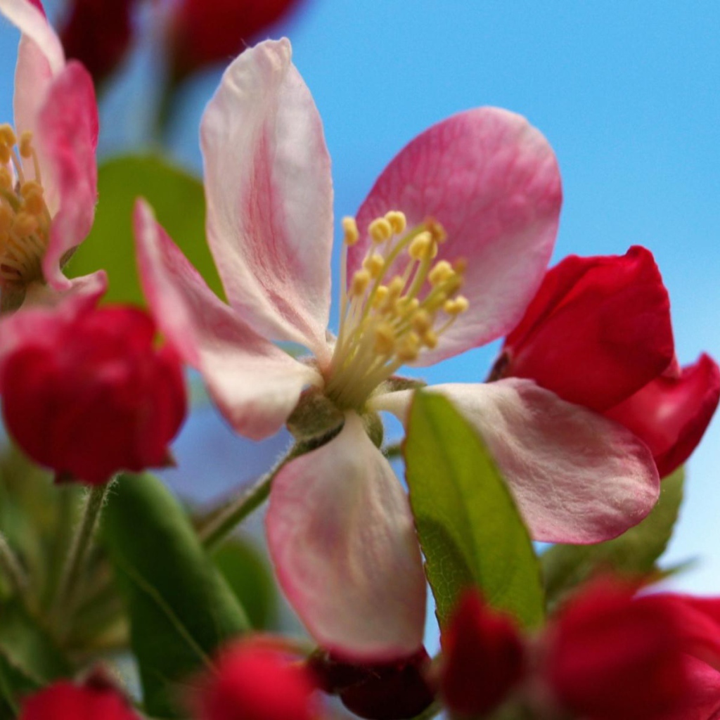 Разворачивание, Цветы