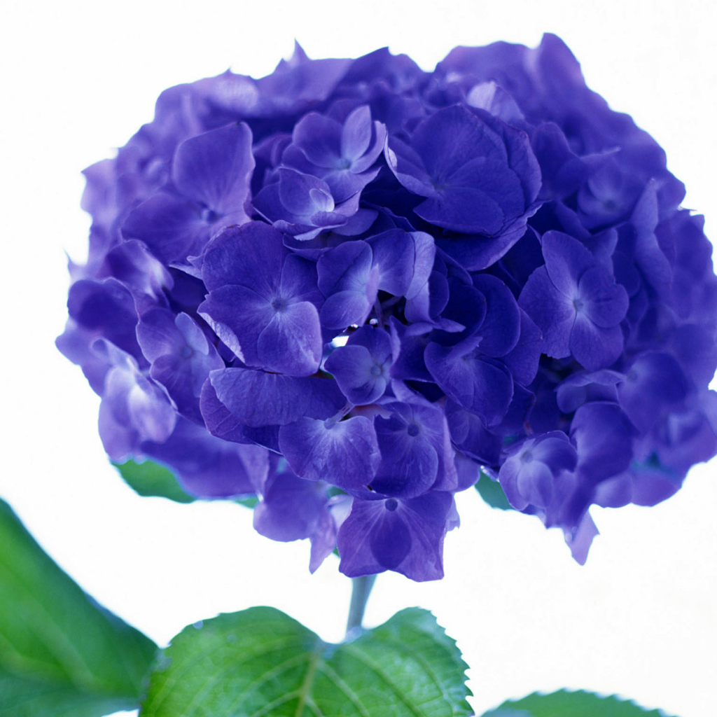 Фиолетовый цветок, Цветы