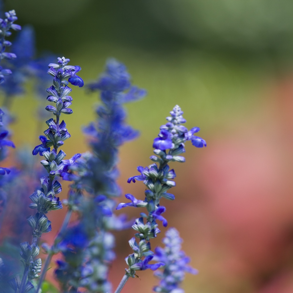 Фиалки весной, Цветы