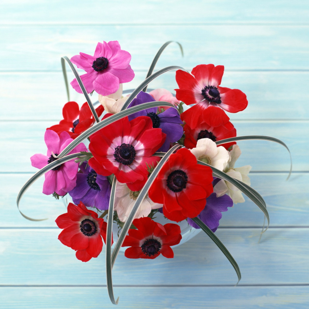 Цветы на стене