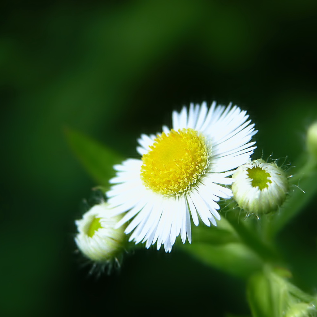 Белый цветок закрывается, Цветы