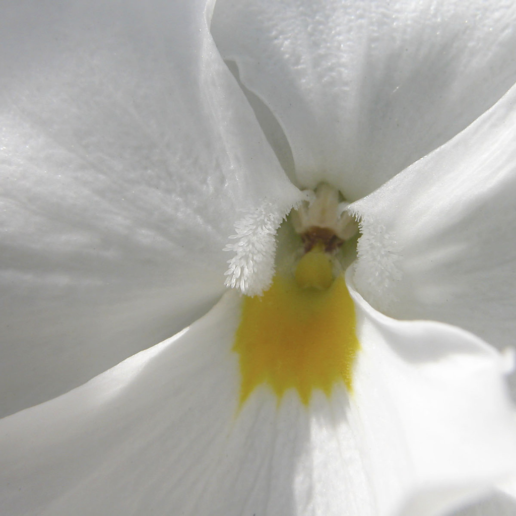 Белые лепестки, Цветы