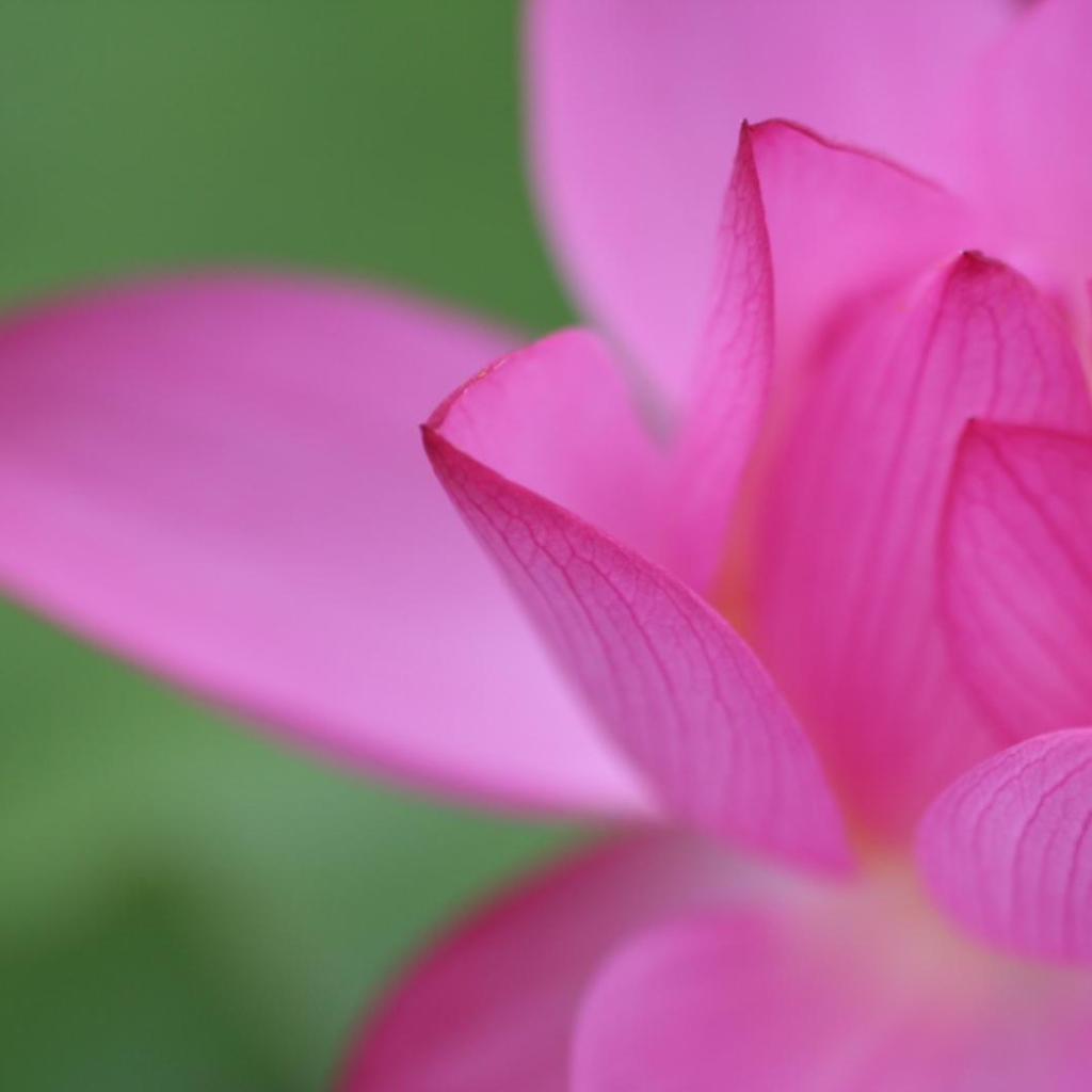 Цветочный пучок