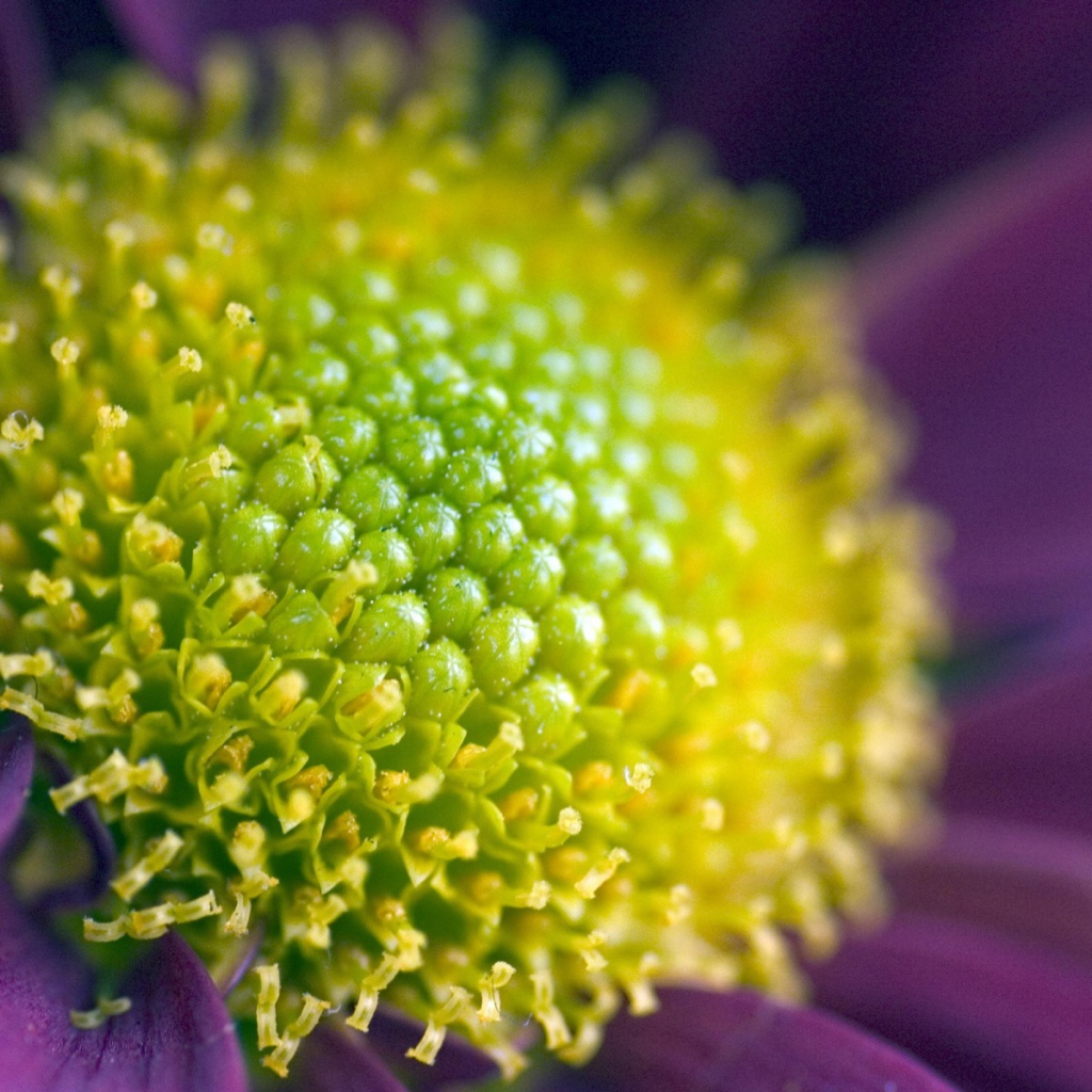 Измените масштаб изображения, Цветы