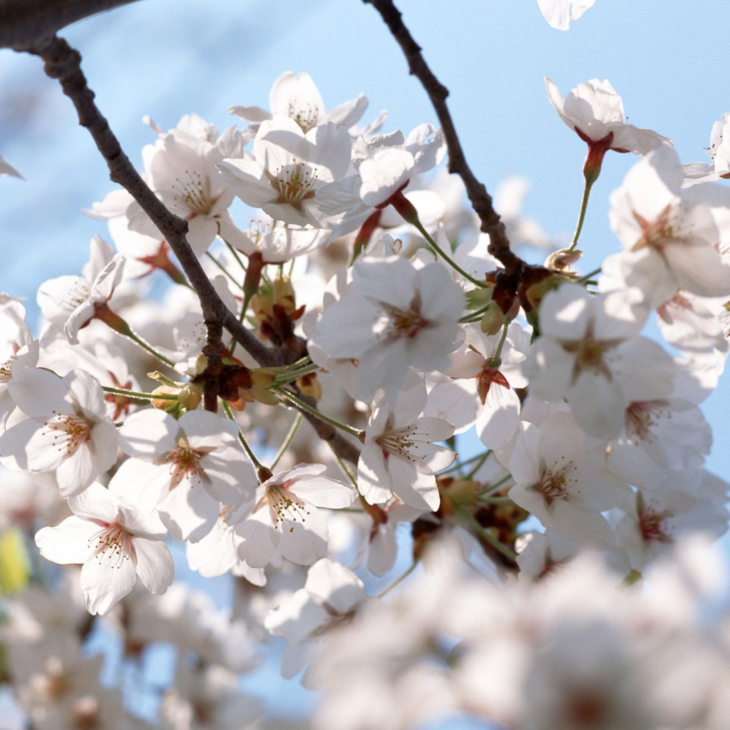 Белые цветы на деревьях