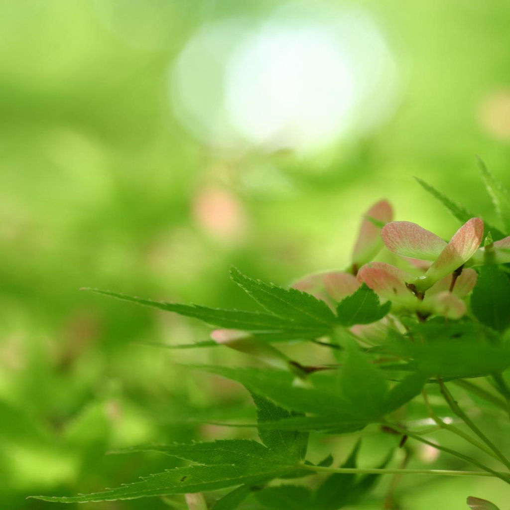 Превосходство природы