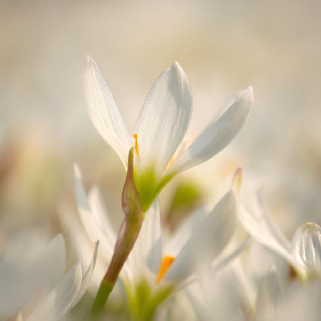 Красивый цветок