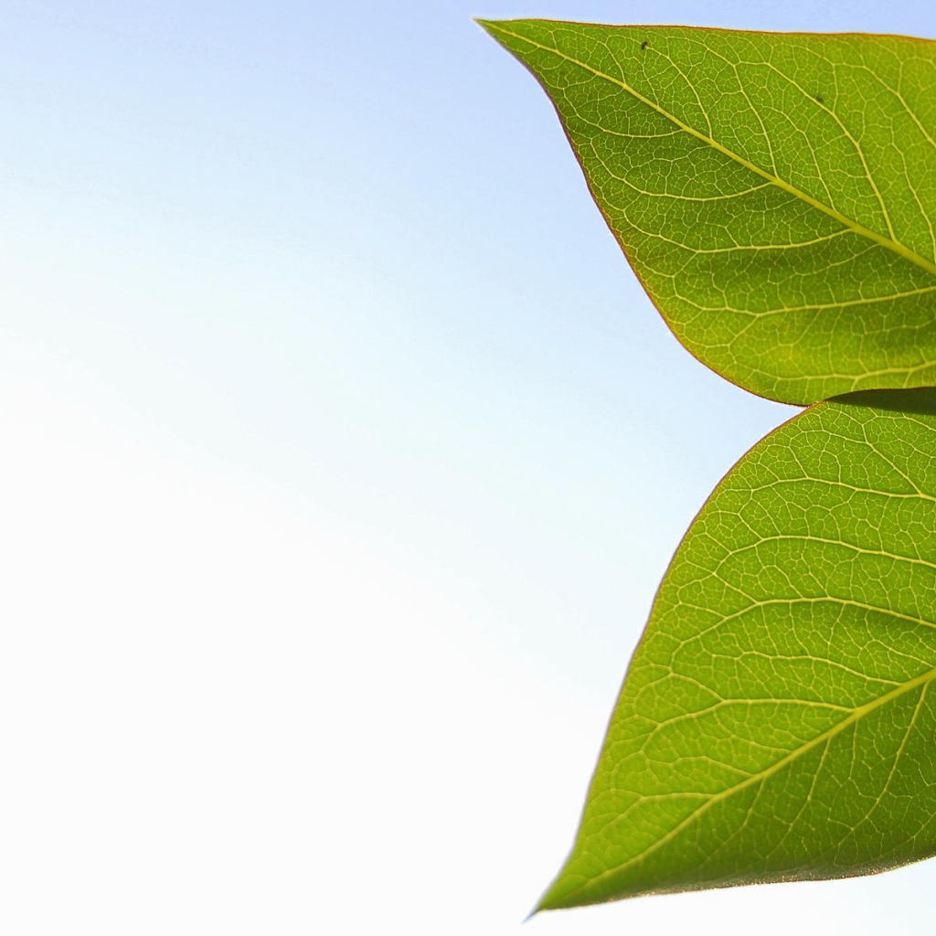 Весенние листья