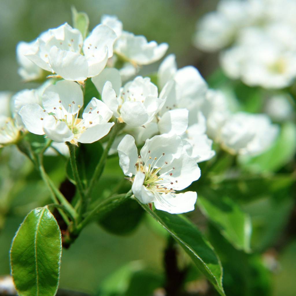 Цветущее дерево