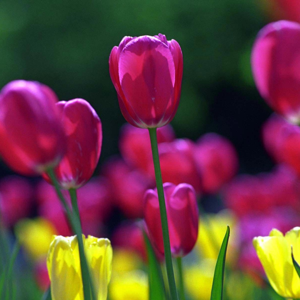 Голандские тюльпаны