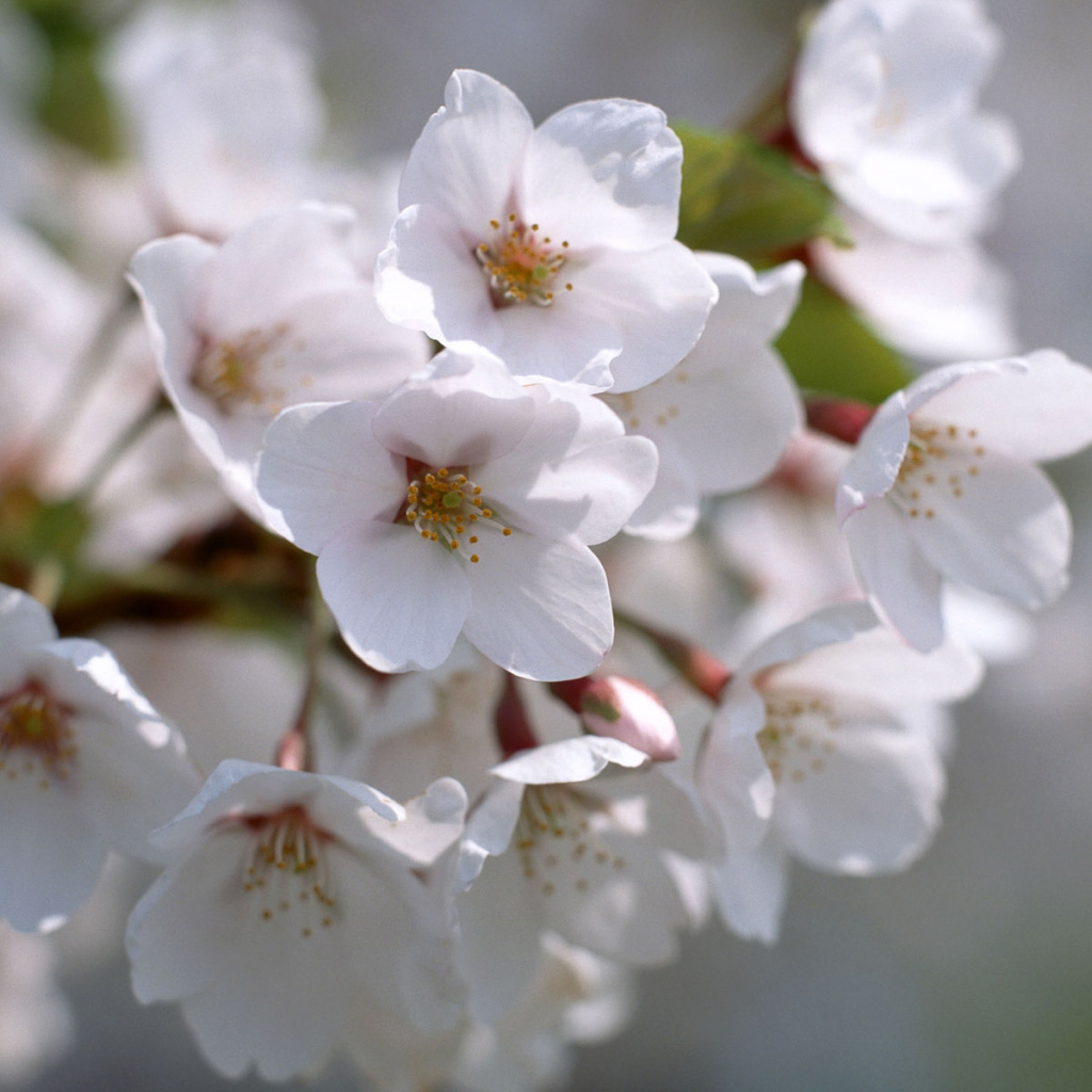 Белые цветы жизни