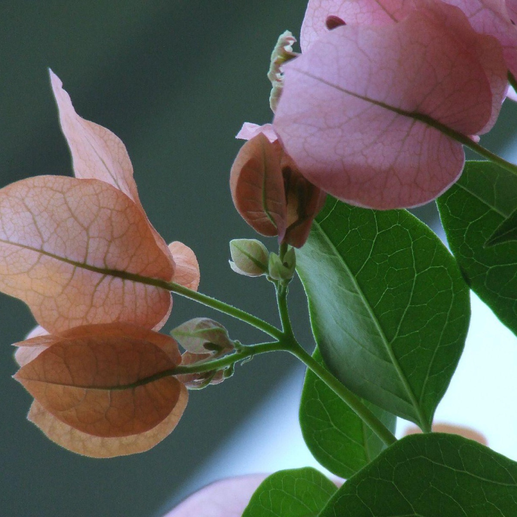 розовый зеленый цвет, Цветы