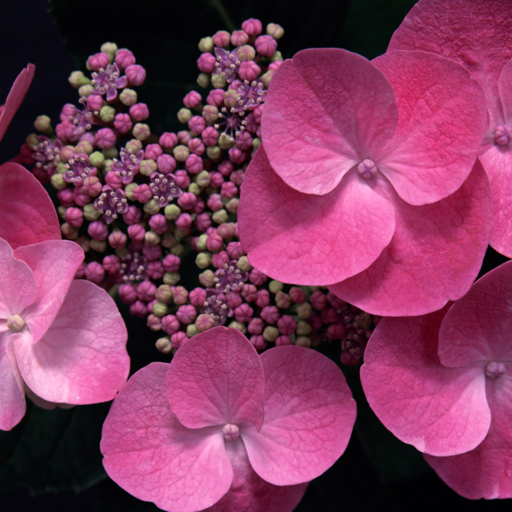 розовый в тени, Цветах