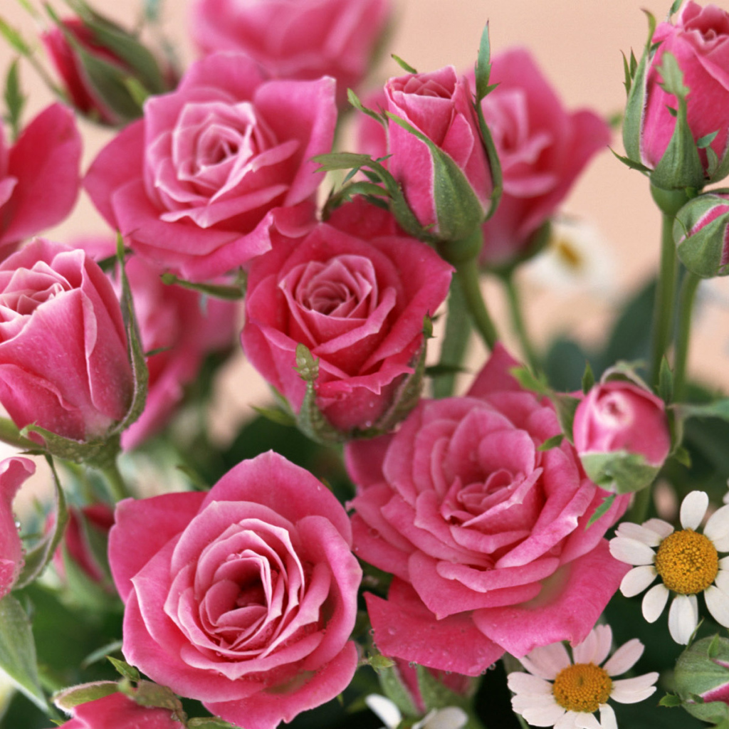 красные розы, Цветы