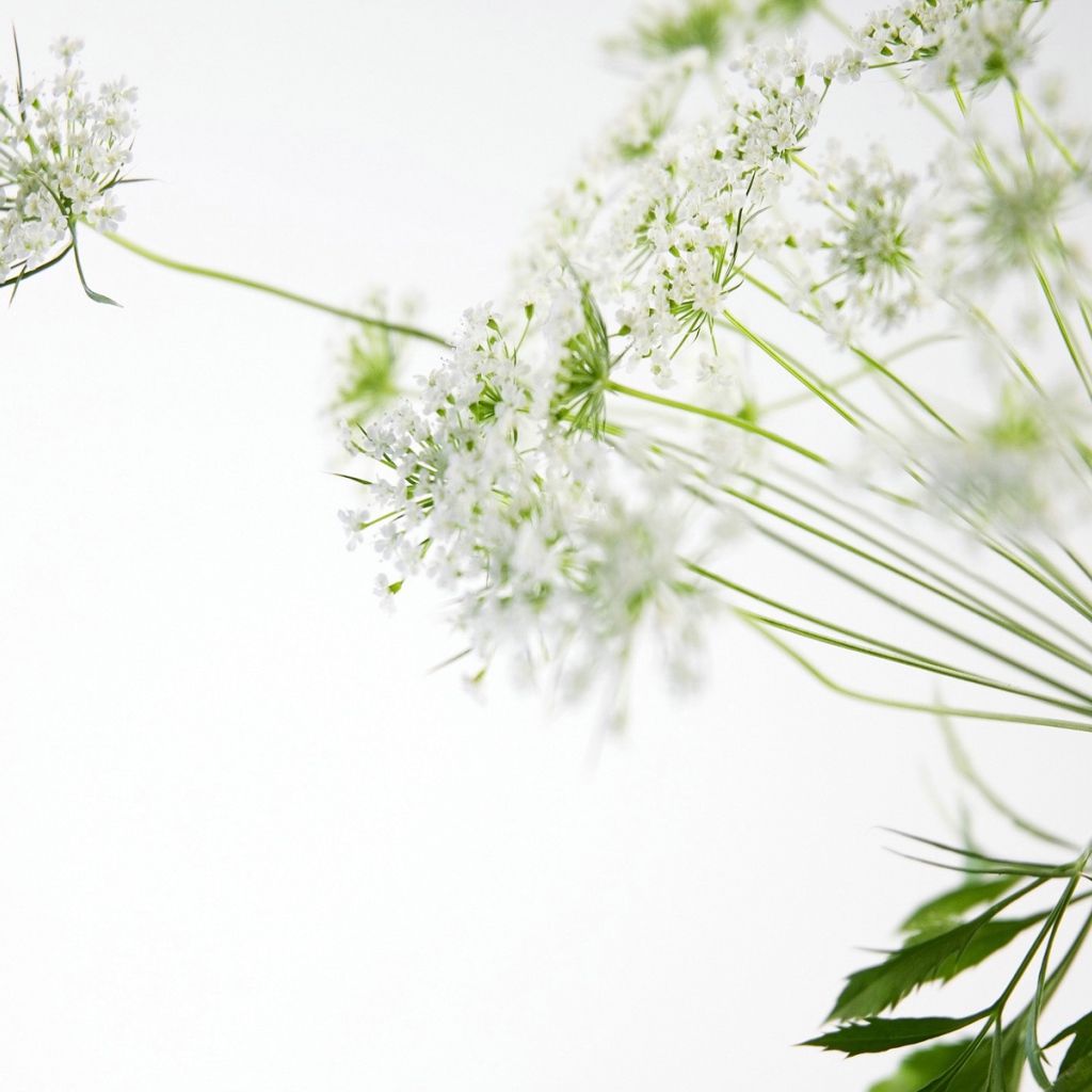 белые цветы, Цветы