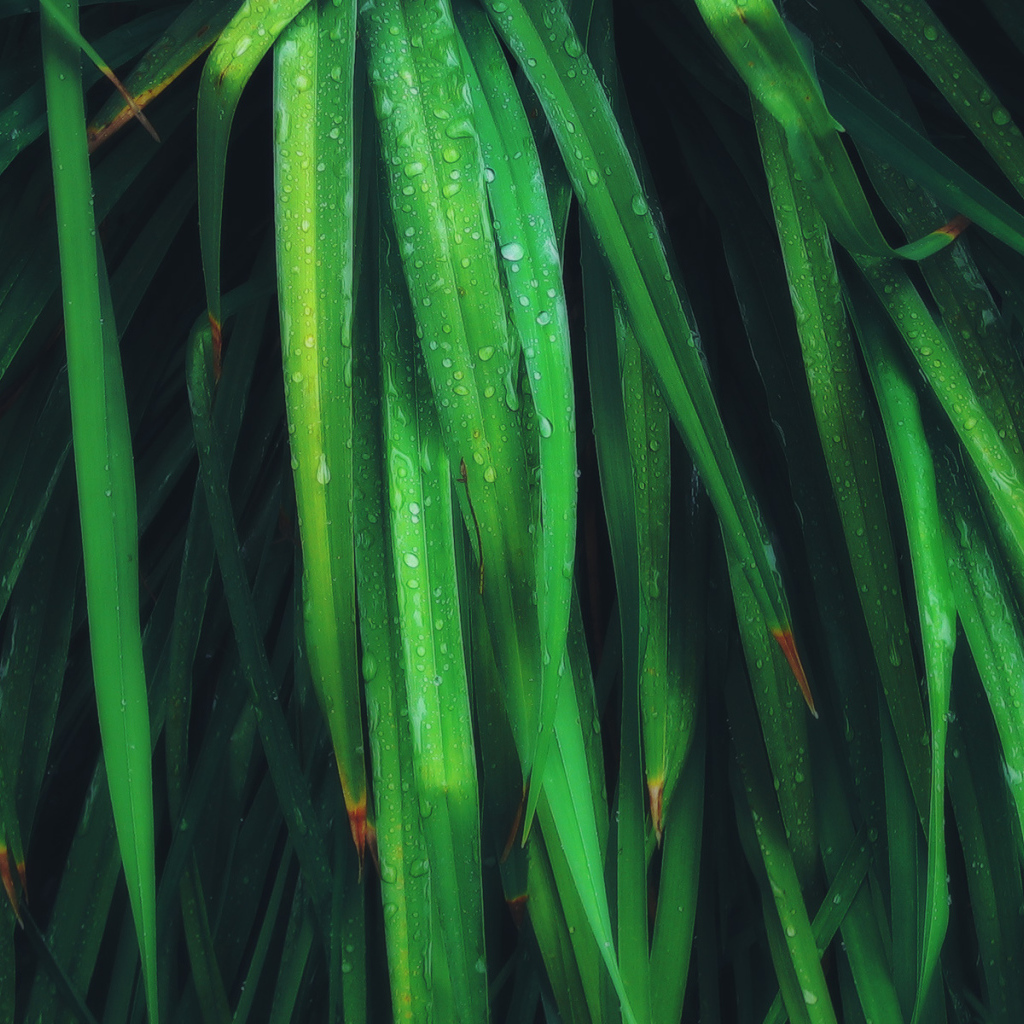 Умирающие листья