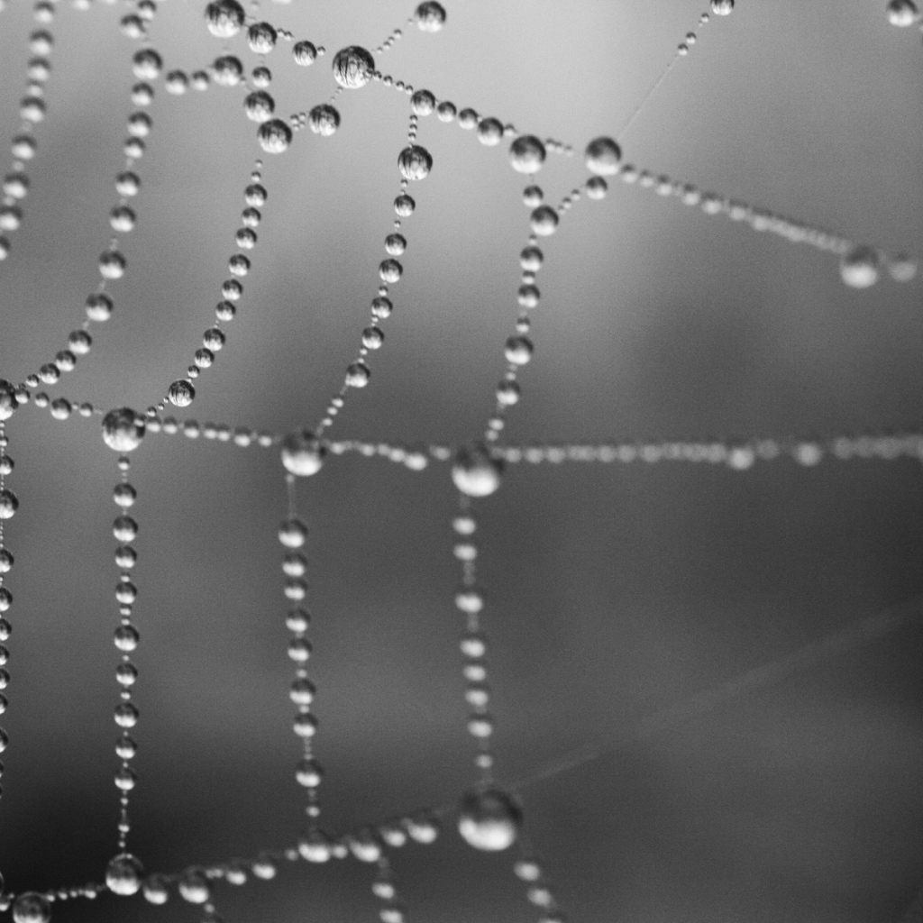 Серая паутина