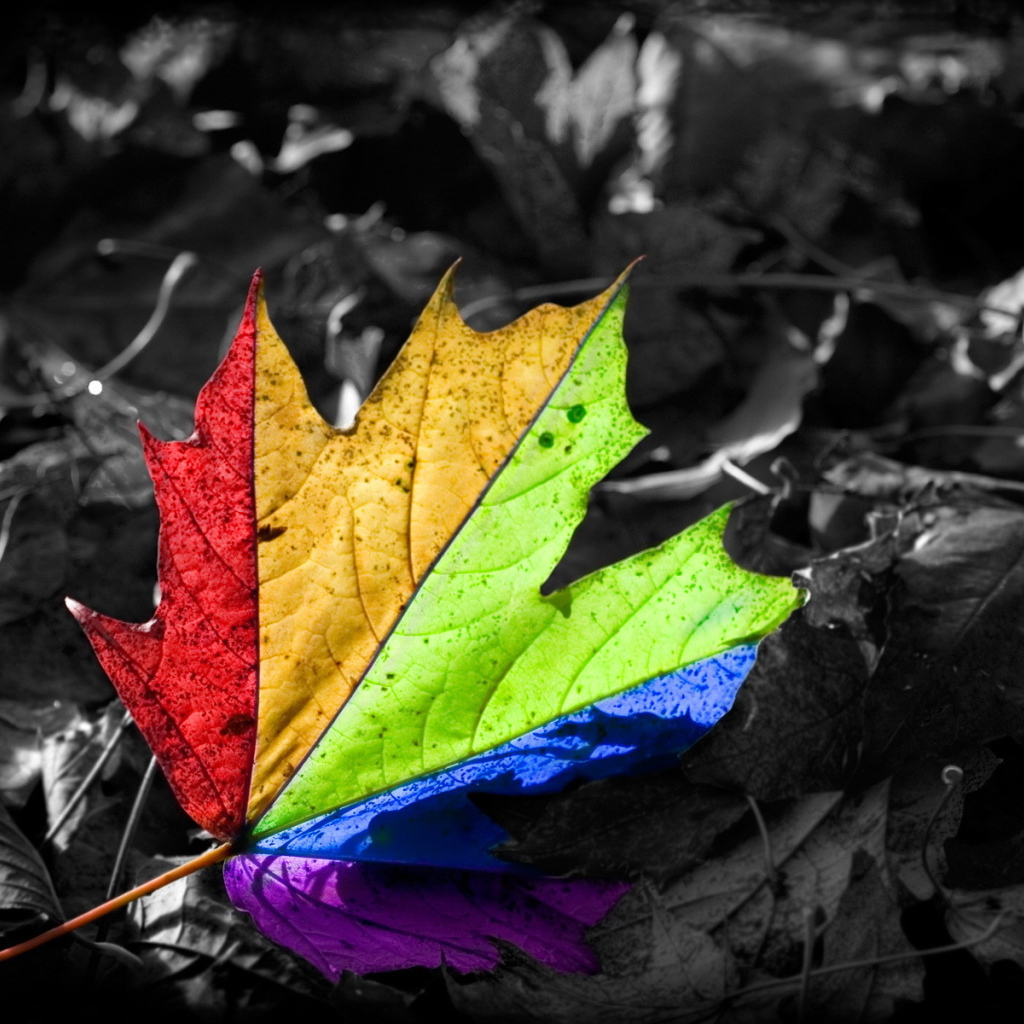 Кленовый лист