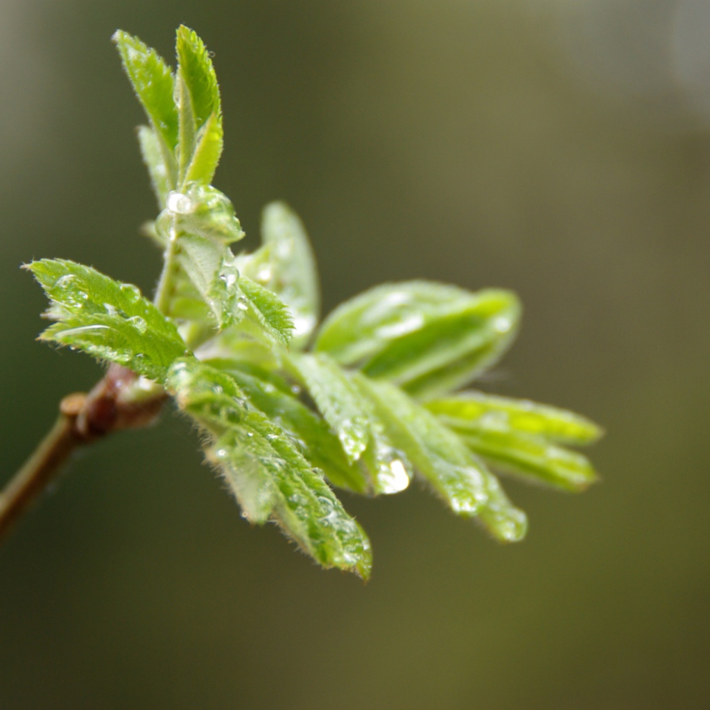 После дождя