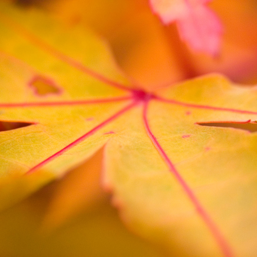 Осенний лист