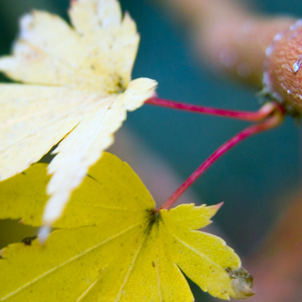 Осенние листья