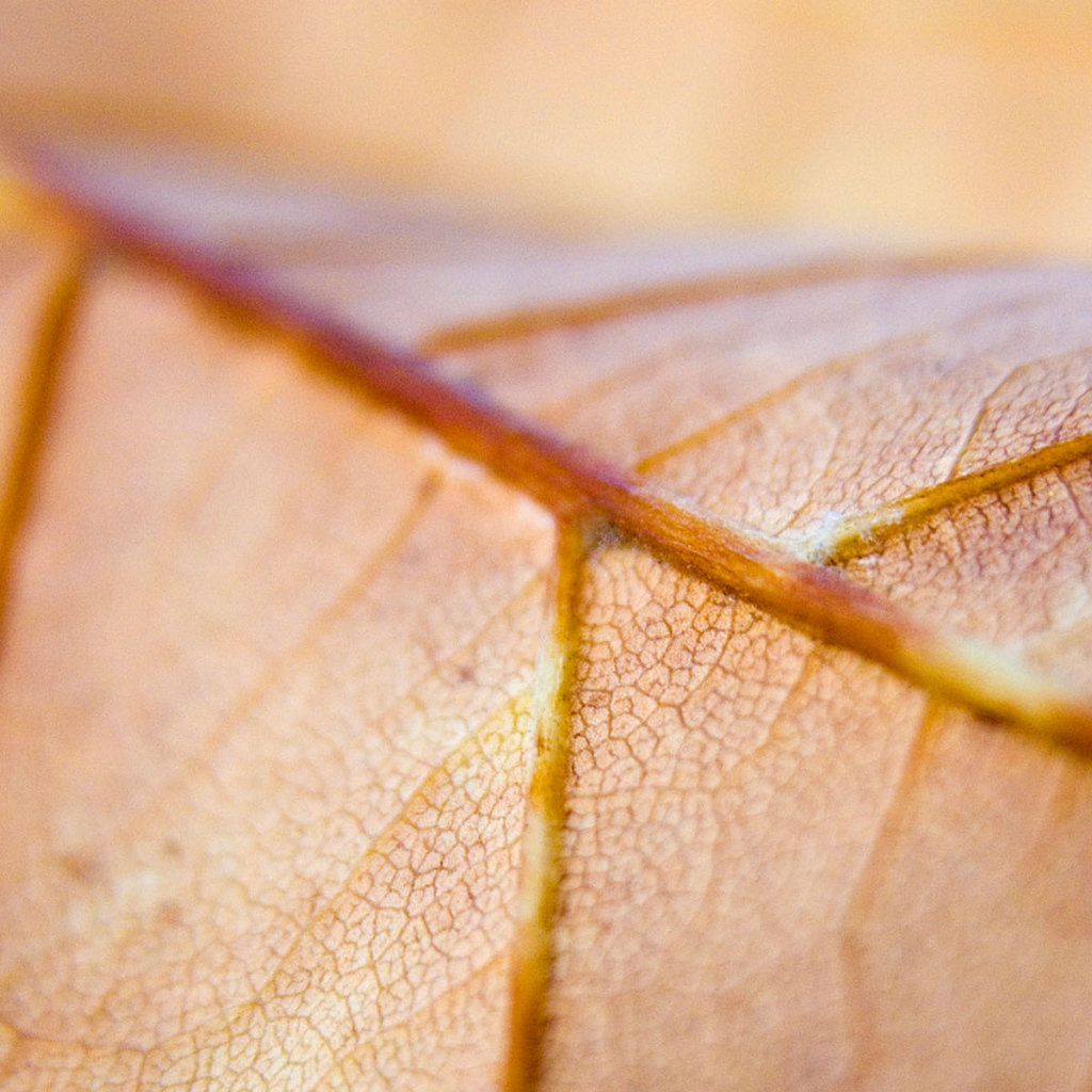 Коричневый лист