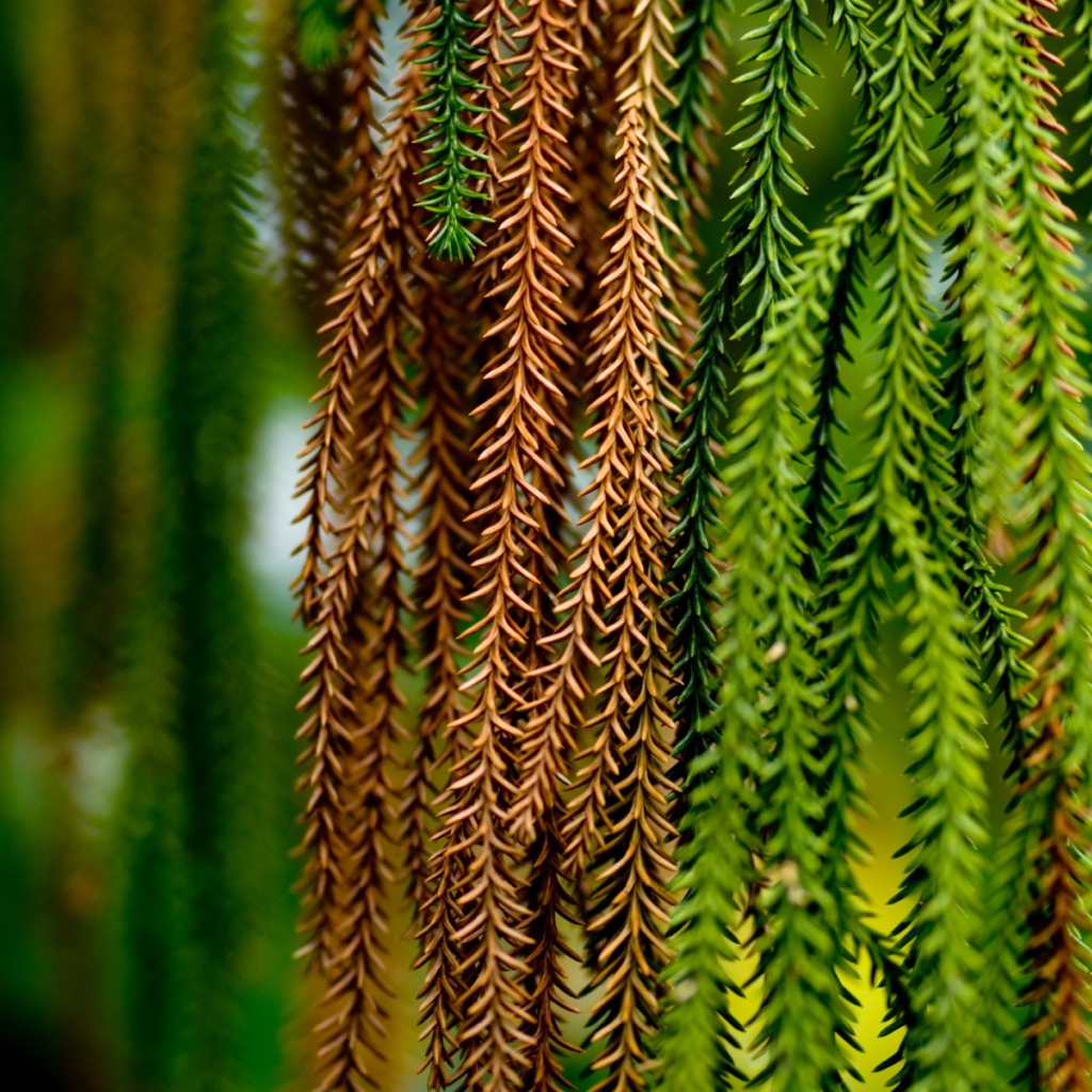 Альпинисты