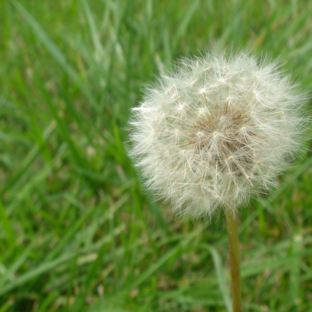 Одуванчик